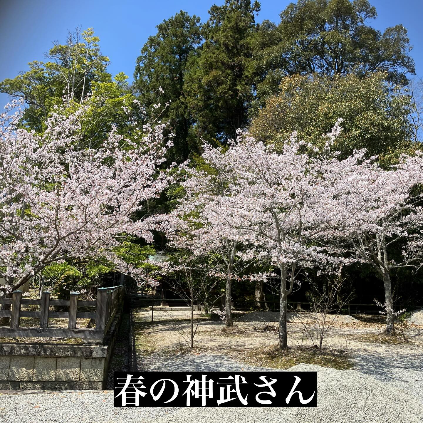 桜が咲き誇る